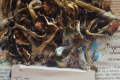 Grzyby psylocybinowe (Mazatapec) - wiey zbir