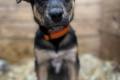 Kiwi - 9 tygodniowa, weso�a sunia SZCZENIAK do adopcji 