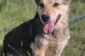 Figa - suczka w typie corgi, weso�a