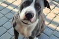 Cudowny, m�ody, domowy amstaff szuka domu! 